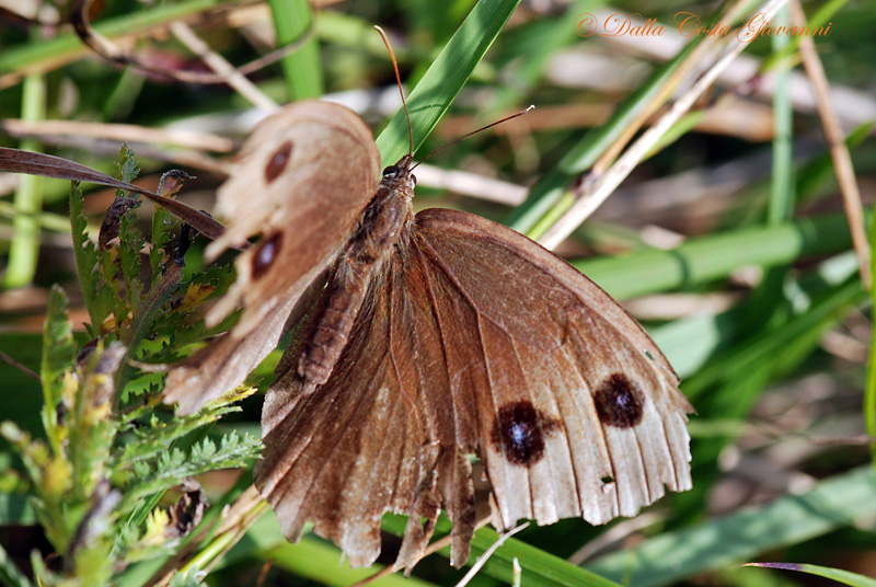 Minois dryas  Prealpi Vicentine m. Summano